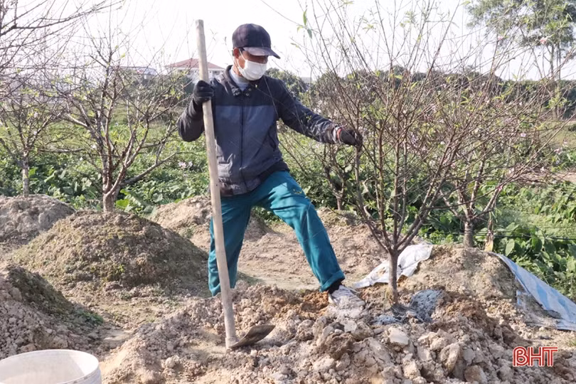 Các chủ vườn ở Hà Tĩnh tất bật “hồi sinh” đào sau tết