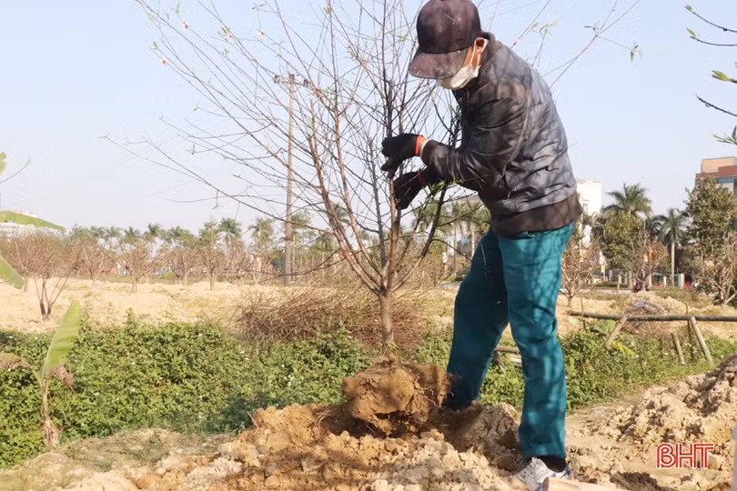 Các chủ vườn ở Hà Tĩnh tất bật “hồi sinh” đào sau tết
