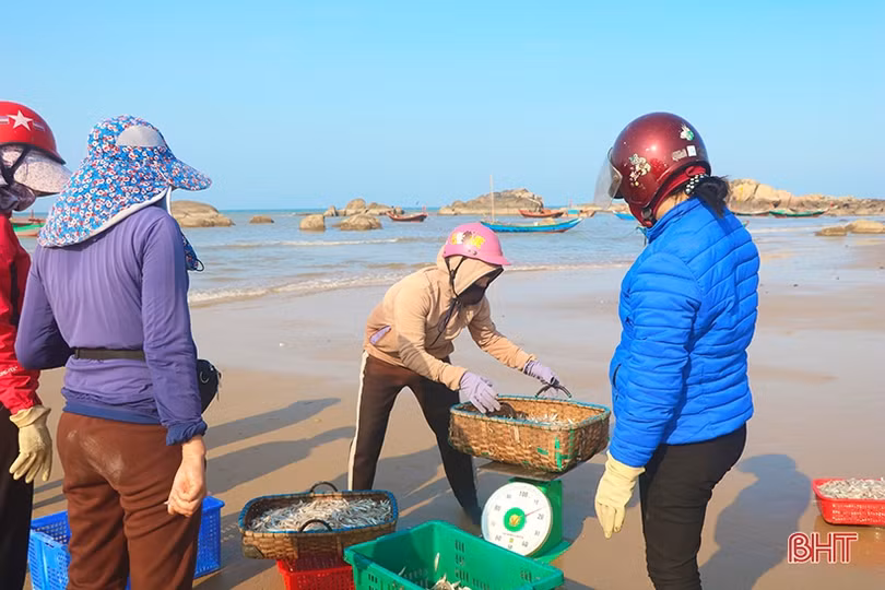 Ngư dân Hà Tĩnh đón nhiều “lộc biển”