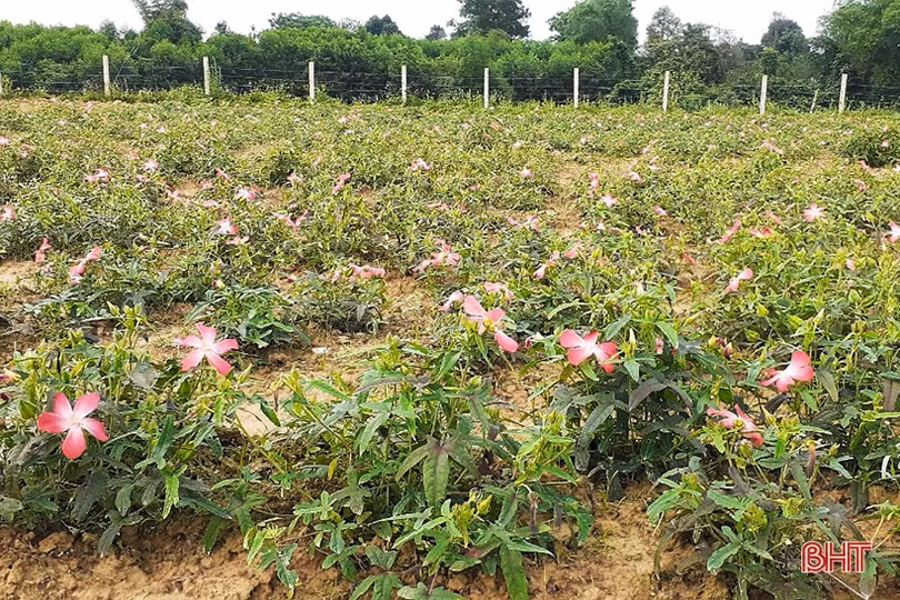 Hương Khê đa dạng hóa sản phẩm, hiện đại hóa nền nông nghiệp