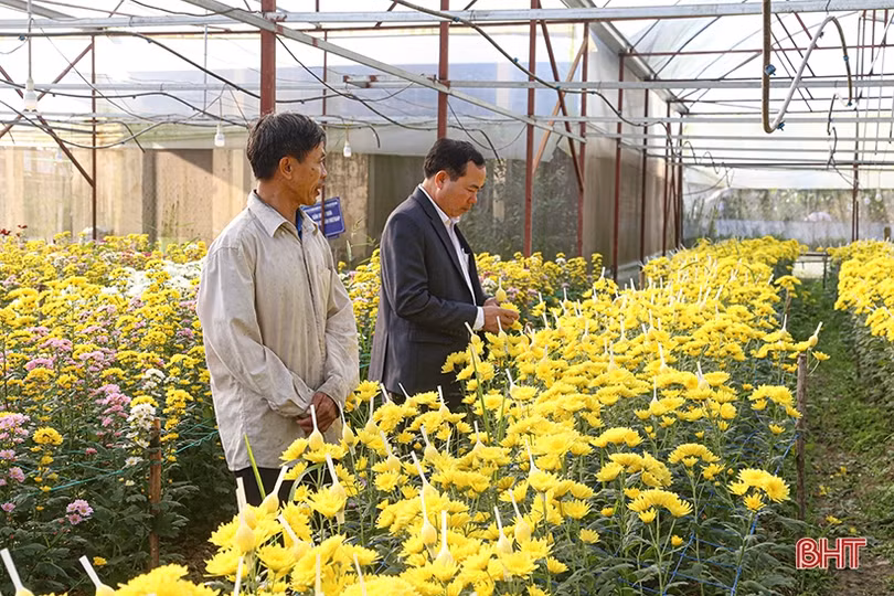 Nông dân Hà Tĩnh phấn khởi xuất bán hoa tươi phục vụ rằm tháng Giêng