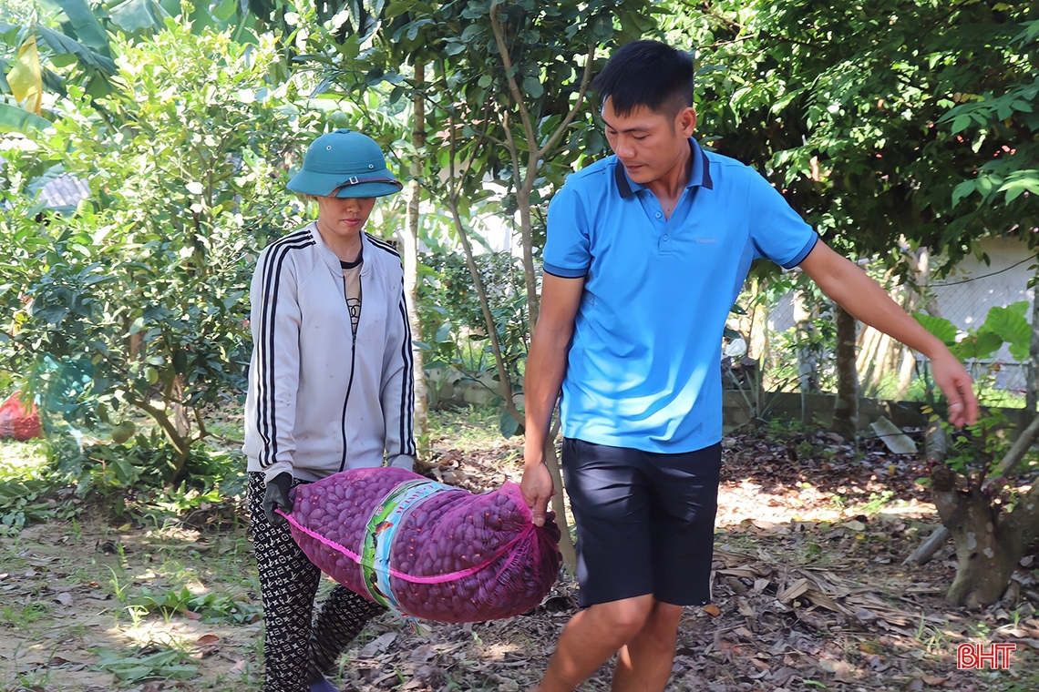 Mùa trám đen ở huyện miền núi Hà Tĩnh