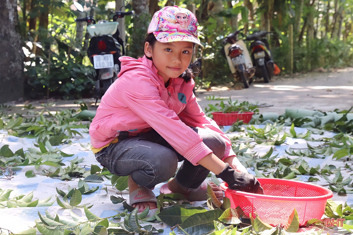 Mùa trám đen ở huyện miền núi Hà Tĩnh