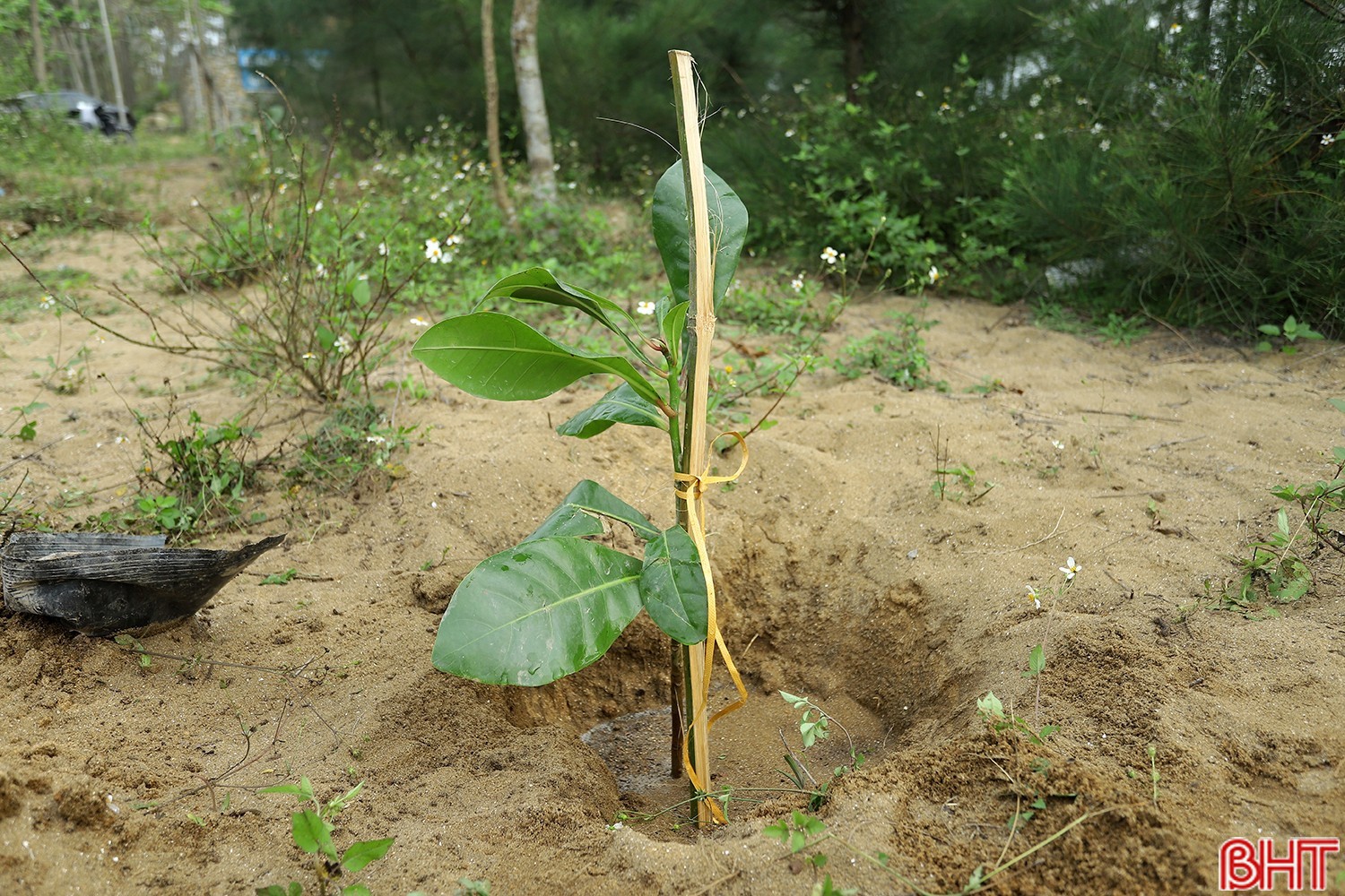 trong-cay-2.jpg