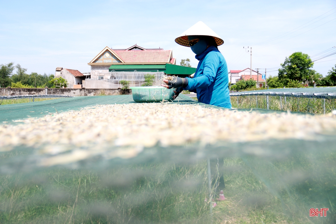 Làng biển phía Nam Hà Tĩnh rộn ràng mùa cá mờm cơm