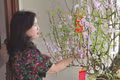 Xem người dân Hà Tĩnh chăm đào chơi Tết