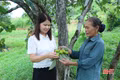 Những cây hồng Yên Du trăm tuổi ở Hà Tĩnh vào mùa thu hoạch