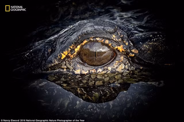 khoanh khac the gioi dep dieu ky trong cuoc thi cua national geographic
