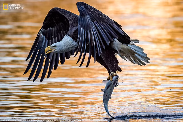 khoanh khac the gioi dep dieu ky trong cuoc thi cua national geographic