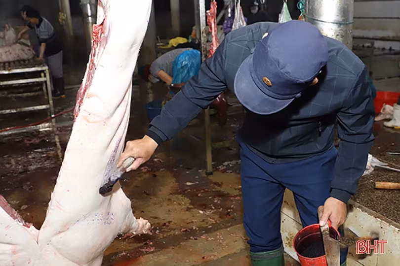 Hà Tĩnh: Khẩn trương tiêm vắc-xin phòng dịch bệnh chăn nuôi trong mùa đông