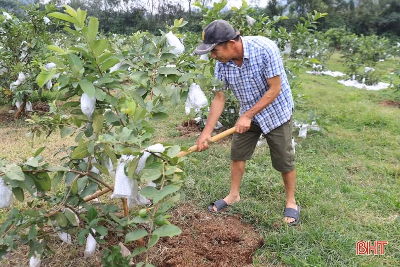 Trồng ổi, nuôi gà, lão nông ở Hương Sơn thu trên 400 triệu đồng/năm