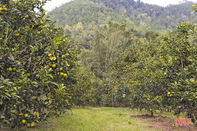 Cam đầu vụ giá cao, người trồng ở Can Lộc vẫn chưa vội bán 