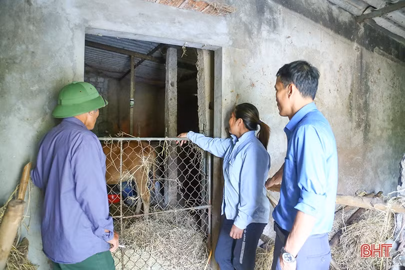 Hà Tĩnh: Khẩn trương tiêm vắc-xin phòng dịch bệnh chăn nuôi trong mùa đông