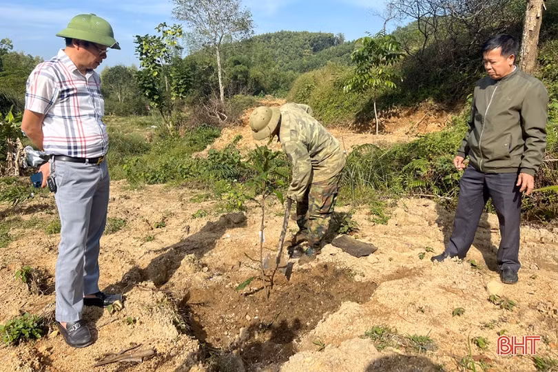 Nhân rộng 25 ha cây mắc ca trên địa bàn Vũ Quang