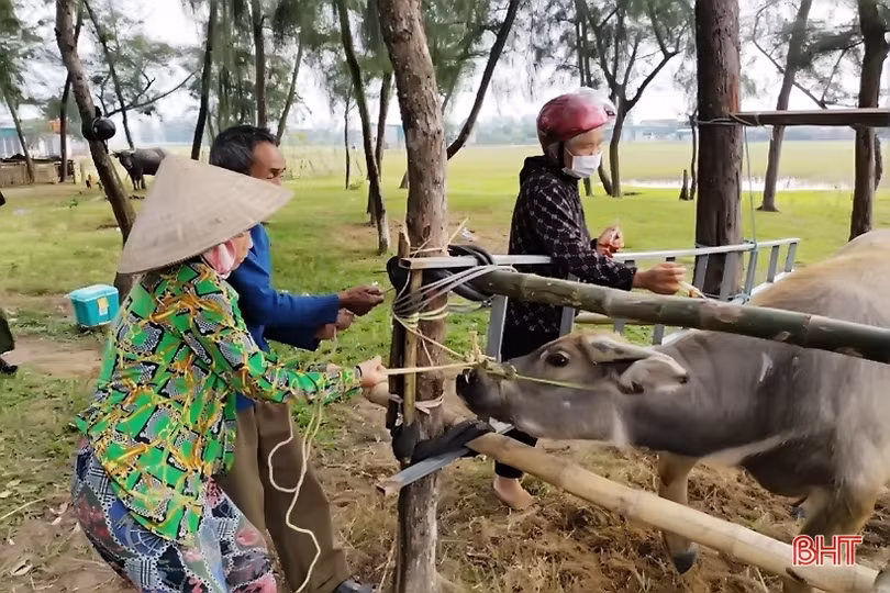 Lộc Hà gấp rút tiêm phòng dịch bảo vệ đàn gia súc, gia cầm