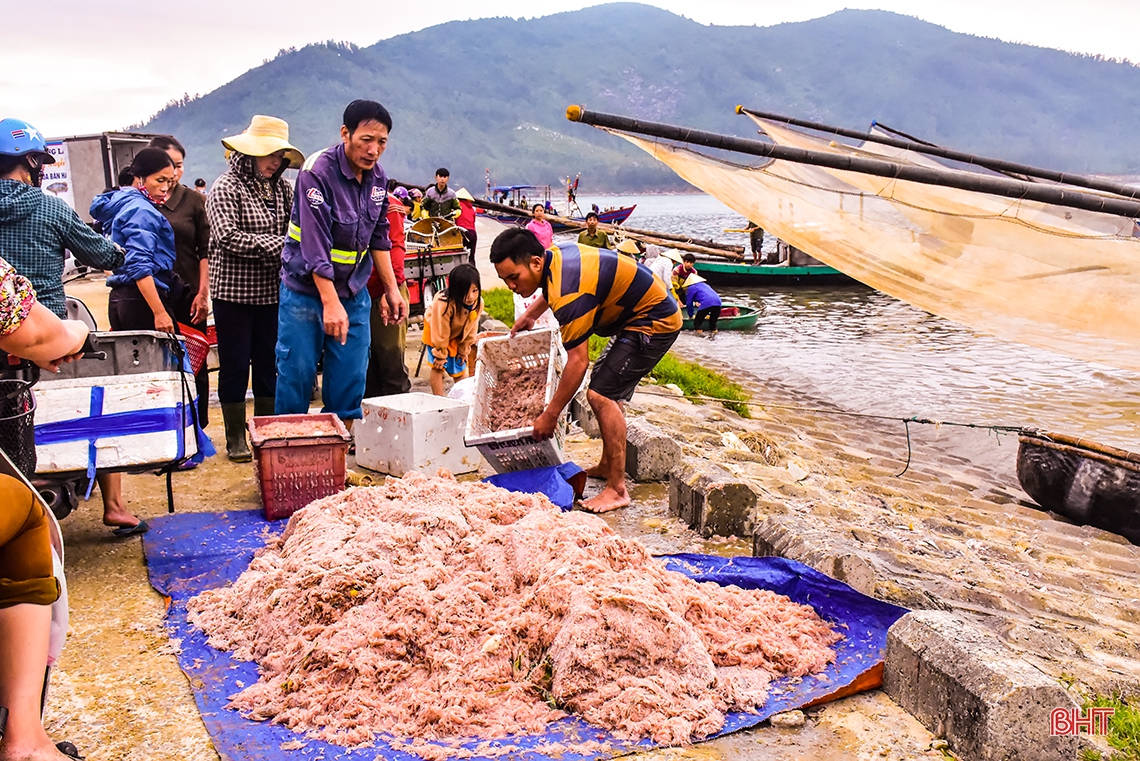 Ruốc biển, mùa “lộc” của ngư dân Cửa Nhượng