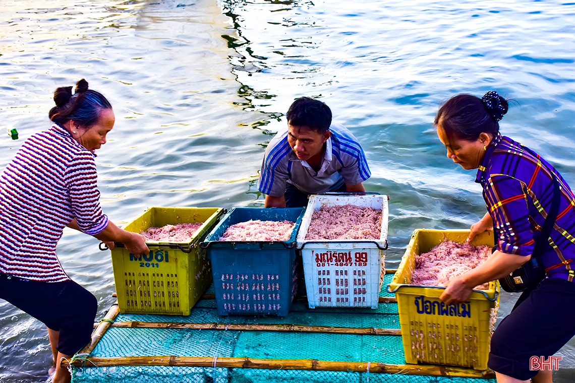 Ruốc biển, mùa “lộc” của ngư dân Cửa Nhượng
