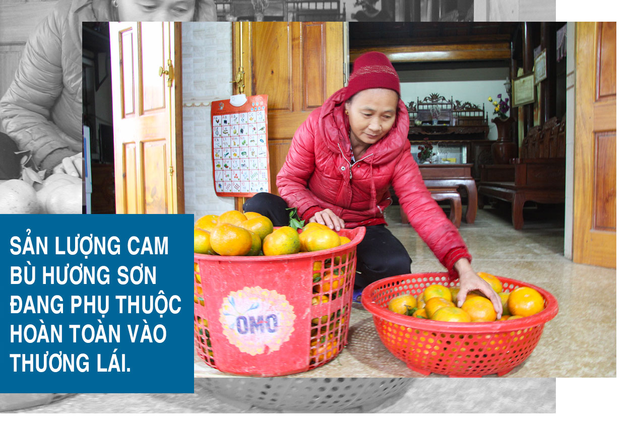 Khi cam bù, nhung hươu Hà Tĩnh vẫn quẩn quanh trên “sân nhà”!
