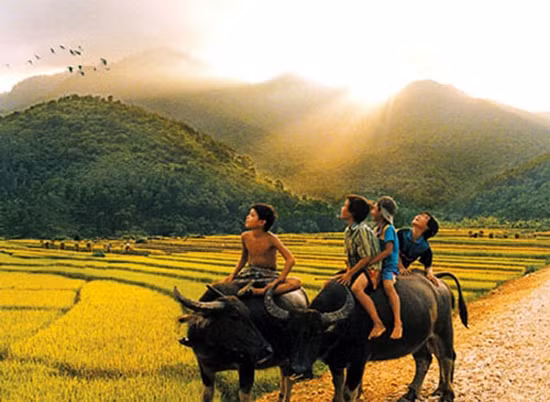 Chăn trâu đồng đêm ảnh 1