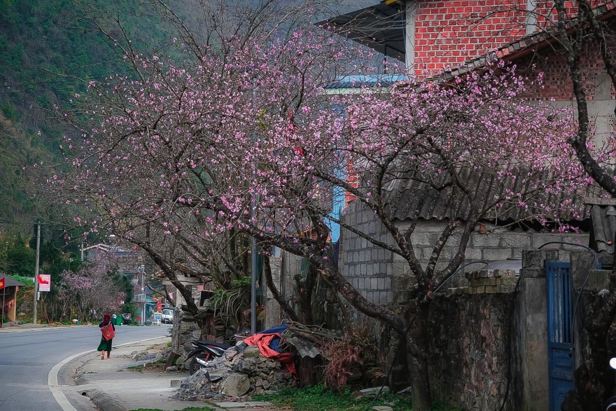 Những điểm đến “nở hoa” xuân ở miền Bắc