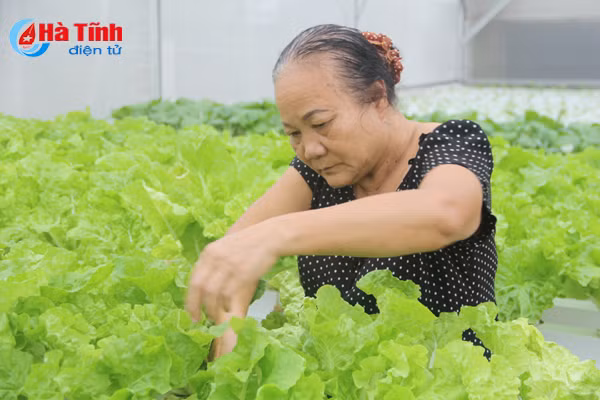 video muot mat vuon rau thuy canh 350m 2 cua cu ba u70 o ha tinh