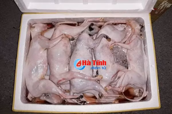 xich xe khach cho hon tan thit meo dong lanh khong ro nguon goc