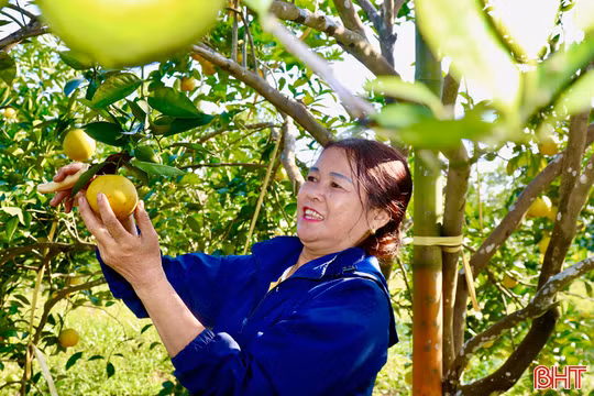 “Quả ngọt” trong phát triển kinh tế vườn đồi ở xã Vũ Quang