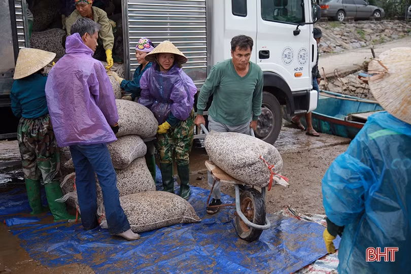 Vùng nuôi ngao lớn nhất Hà Tĩnh vượt lên khó khăn, tự tin thả lứa mới