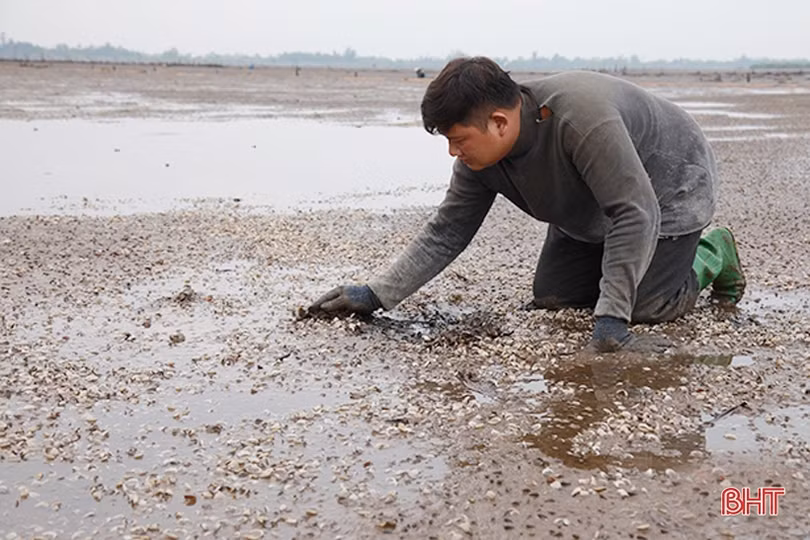Vùng nuôi ngao lớn nhất Hà Tĩnh vượt lên khó khăn, tự tin thả lứa mới