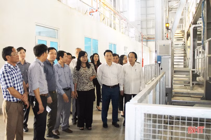 Đảm bảo vùng nguyên liệu bền vững cho nhà máy chế biến gỗ lớn nhất Hà Tĩnh