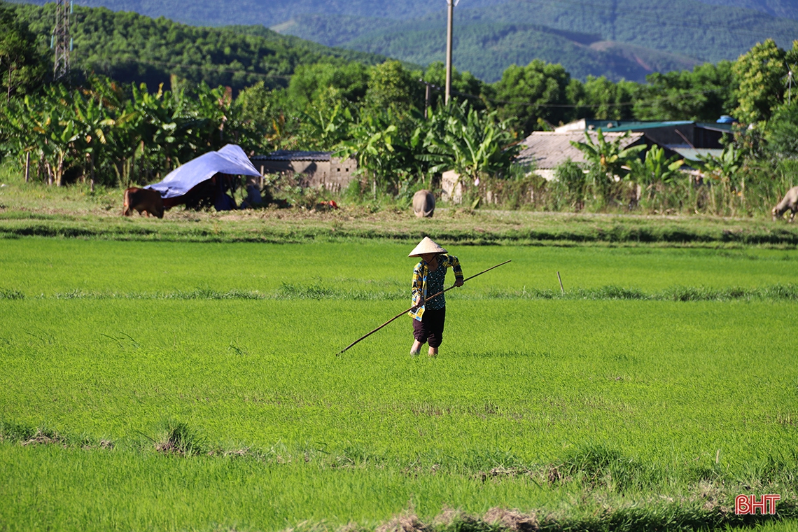 Nông dân thị xã Kỳ Anh tất bật ra đồng