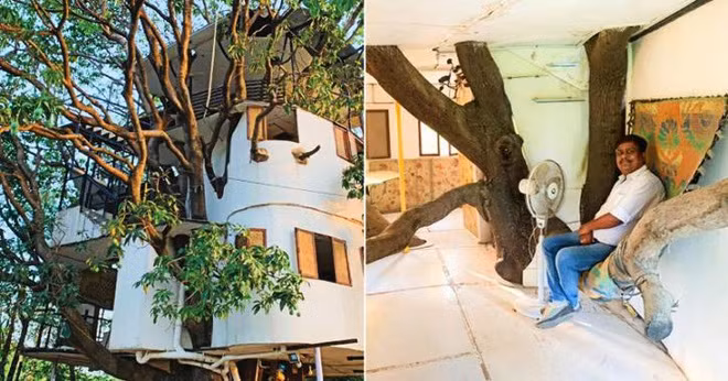 Độc đáo ngôi nhà 4 tầng tọa lạc trên... cây xoài hơn 80 năm tuổi