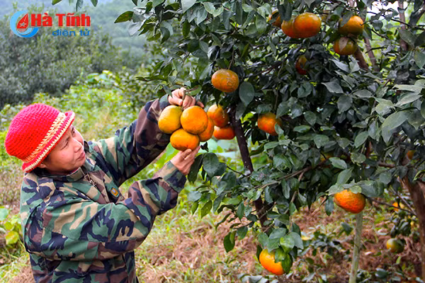 video vua cam bu lon nhat ha tinh hai tien ty don tet