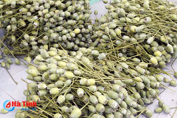 bi khoi to vi mang 4 kg qua thuoc phien tuoi tu lao ve su dung