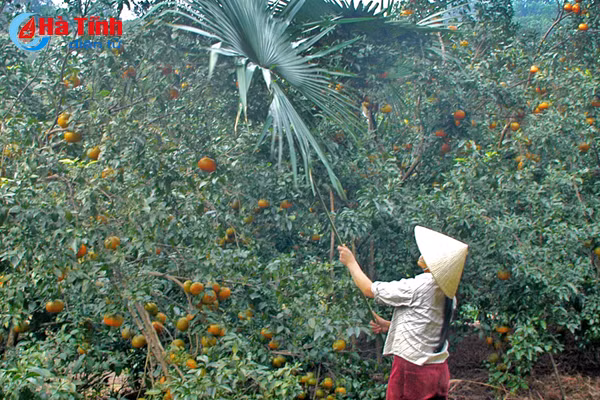video me man nhung vuon cam bu chin mong o son truong