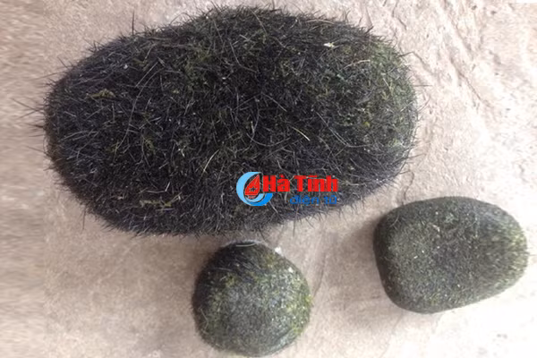 lai phat hien cat lon tai mot gia dinh o ky anh