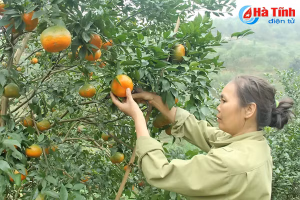 video me man nhung vuon cam bu chin mong o son truong