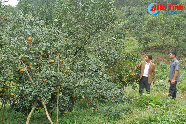 video me man nhung vuon cam bu chin mong o son truong