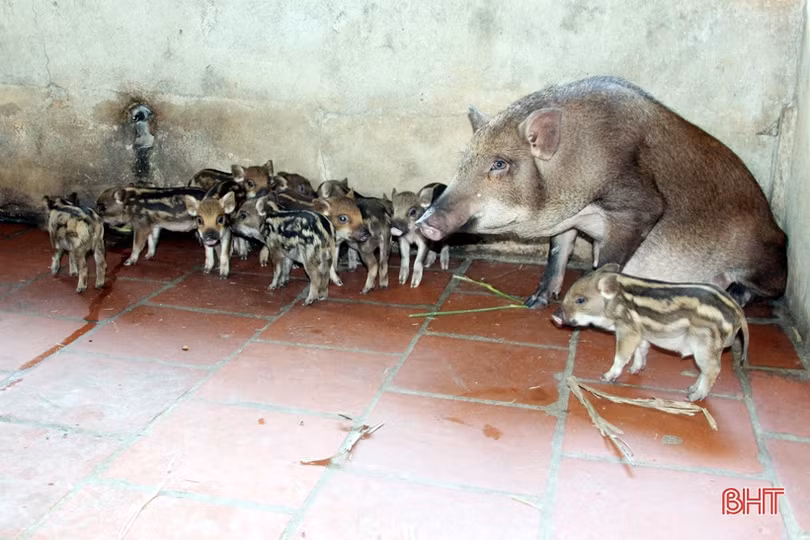 Khám phá trang trại nuôi hàng trăm con lợn rừng ở miền núi thơm Hà Tĩnh