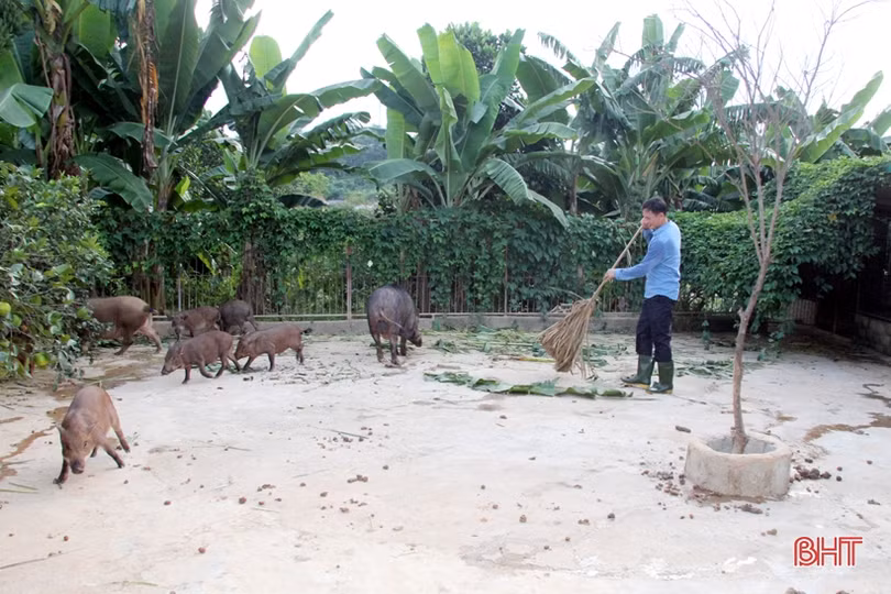 Khám phá trang trại nuôi hàng trăm con lợn rừng ở miền núi thơm Hà Tĩnh