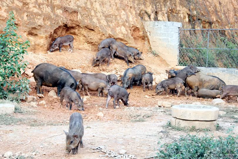 Khám phá trang trại nuôi hàng trăm con lợn rừng ở miền núi thơm Hà Tĩnh