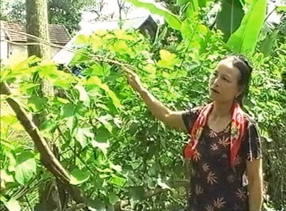 "Khều" dây điện từ lùm cây! "Câu" điện vào nhà! Đường dây liên gia chỉ ngang tầm người! Đường điện trần... luồn dưới tán cây xanh!