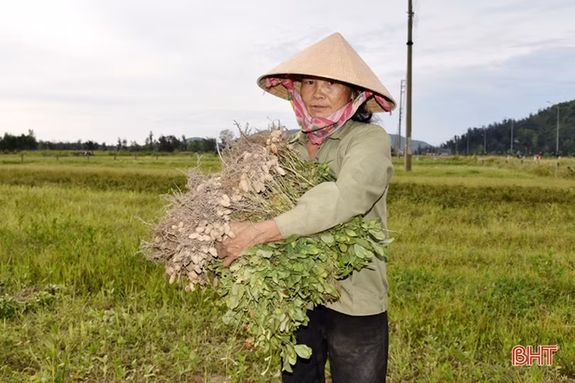 Năng suất lạc vụ xuân ở Lộc Hà đạt thấp 