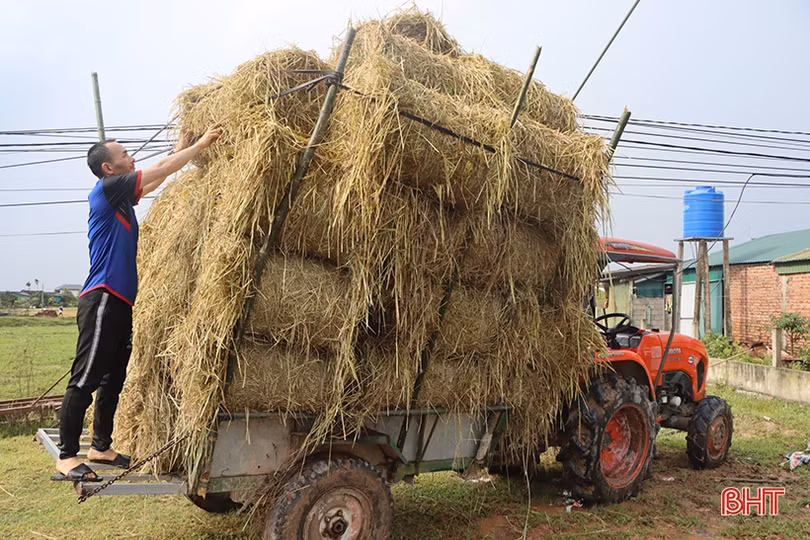 Giá bò hơi giảm sâu, người chăn nuôi Hà Tĩnh đối mặt thua lỗ
