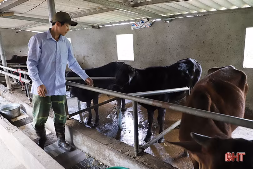 Giá bò hơi giảm sâu, người chăn nuôi Hà Tĩnh đối mặt thua lỗ