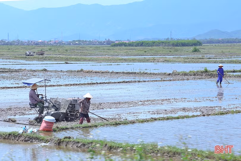 Sản xuất lúa vụ hè thu 2022: “Căng” thời vụ, lo ngại dịch bệnh tấn công