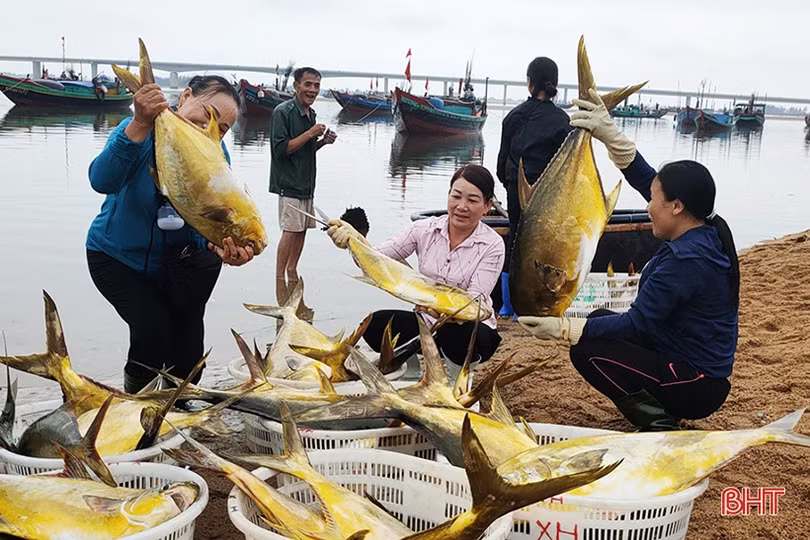 Ngư dân Hà Tĩnh trúng 2 tấn cá vàng dương, thu hơn 600 triệu đồng