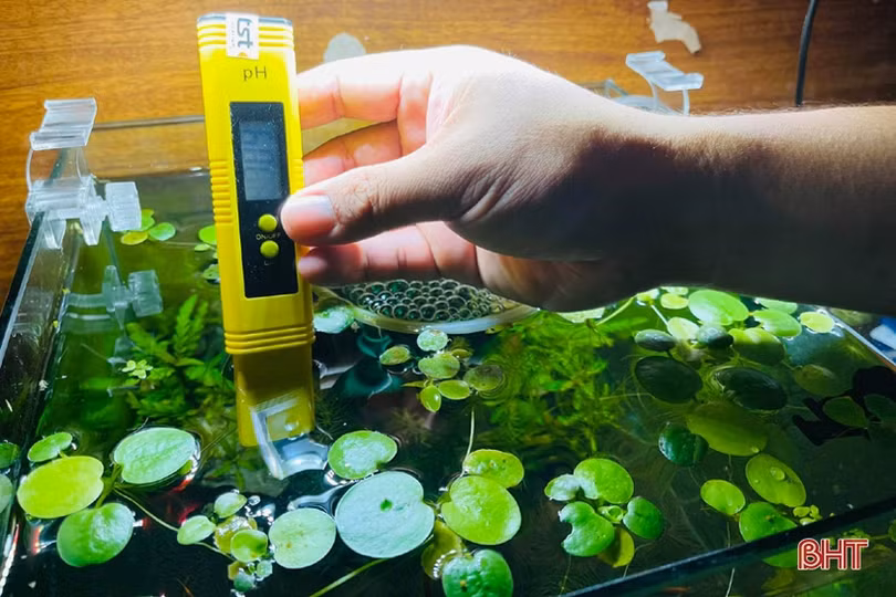 Thú chơi tép cảnh tí hon của giới mê sinh vật cảnh Hà Tĩnh