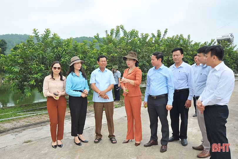 Các mô hình kinh tế ở Hà Tĩnh cần hướng tới liên kết chuỗi trong sản xuất