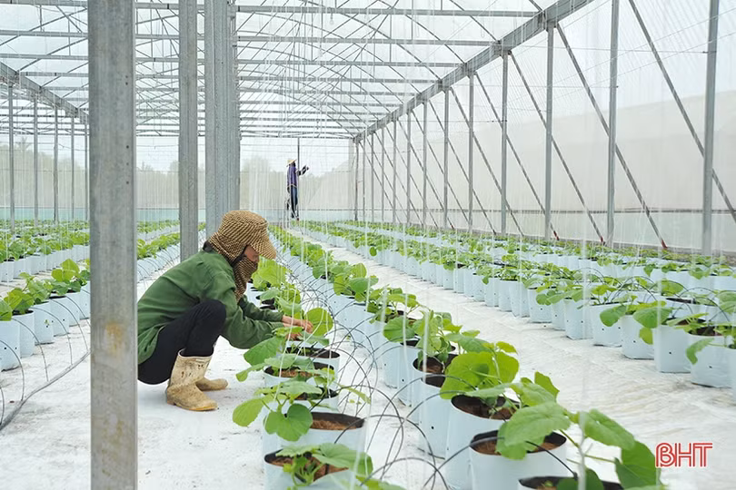 Giúp nông dân Hà Tĩnh thay đổi tư duy sản xuất sang kinh tế nông nghiệp